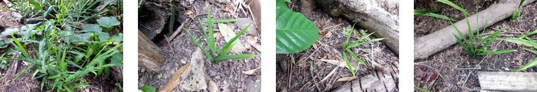 Images of ginger tips experimentally
        planted in tropical backyard