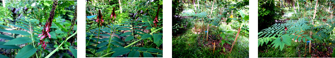 Images of Indigofera blooming in
        tropical backyard