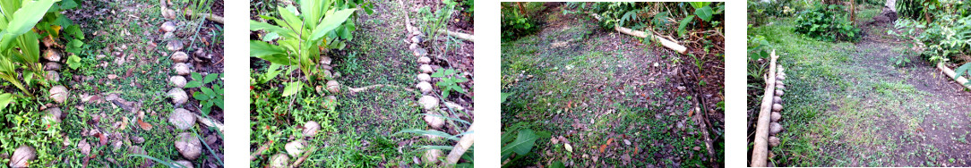 Images of tyropical Backyard grass
        swept clean