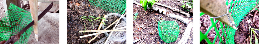 Images of anti-chicken mini-fence in tropical
                backyard