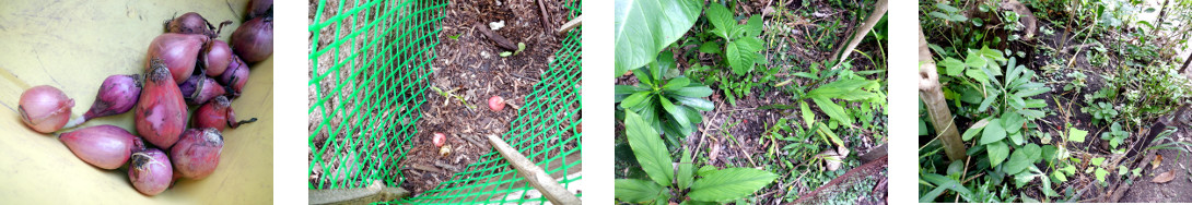 Images of Onions planted in tropical
        backyard