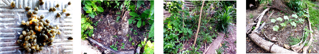 Images of papaya seeds sown at various
        locations in tropical backyard