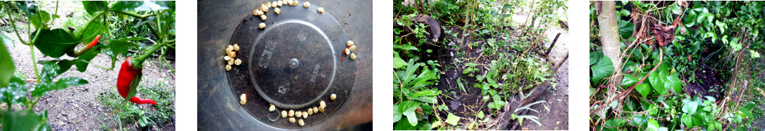 Images of home-grown pepper seeds planted in
            tropical backyard