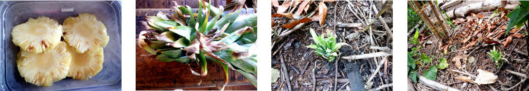 Images of pineapple top planted in
        tropical backyard