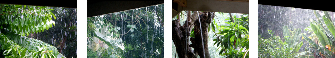 Images of rain in tropical backyard