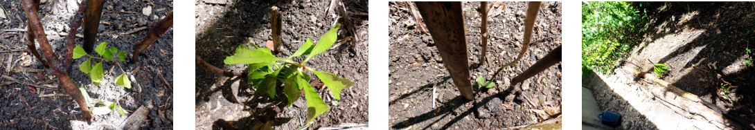 Images of seedlings transplanted
            in tropical backyard