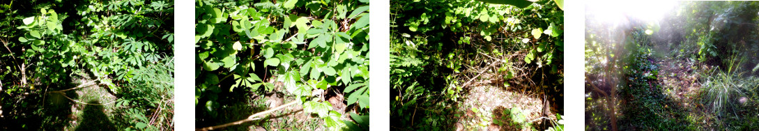 Images of trimming unruly plants in
        tropical backyard