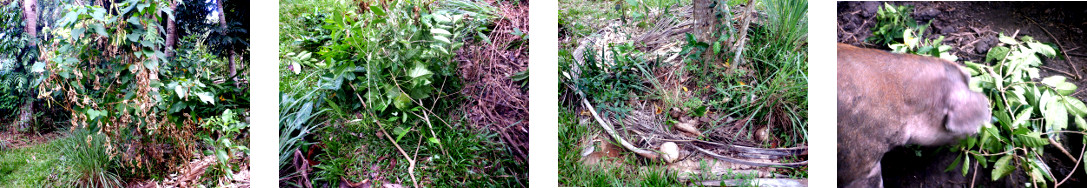 Images of tropical backyarg garden
        patch being trimmed and fed to pigs