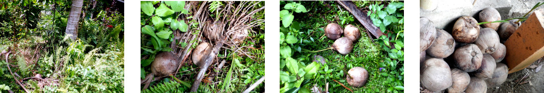 Images of fallen coconuts retrieved
        from tropical backyard garden