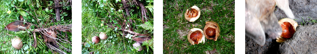 Images of fallen coconuts cleared in
        tropical backyard