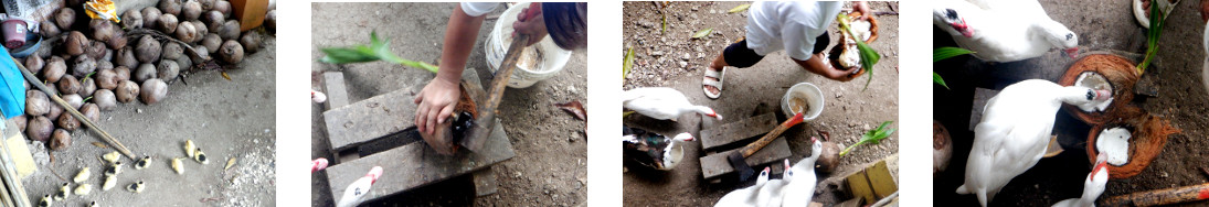 Images of coconuts opened for tropical backyard
            ducks and chickens