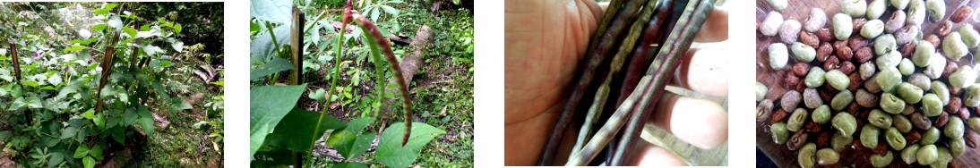 Images of a small harvest of cowpeas
        from tropical backyard