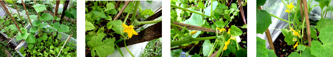 Images of cucumber plants flowering in
        tropical backyard