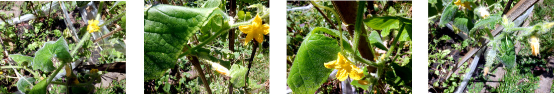 Images of cucumber flowers in tropical
        backyard
