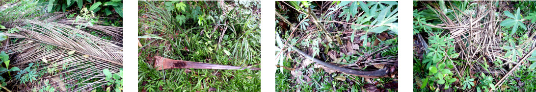 Images of fallen debris processed in
        tropical backyard
