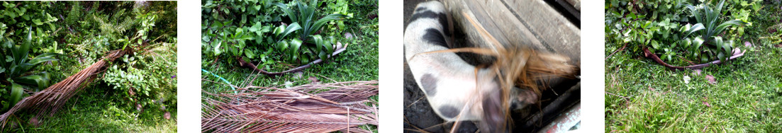 Images of fallen debris processed in
        tropical backyard