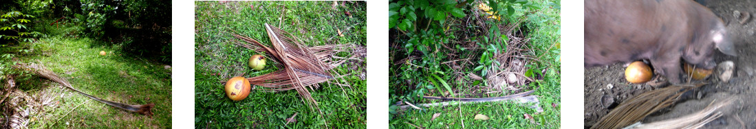 Images of debris processed in tropical
        backyard