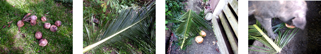 Images of debris removed from tropical
        backyard