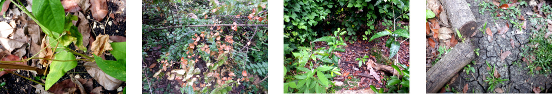 Images of tropical backyard garden
        getting dry in the summer