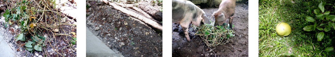 Images of garden refuse used as fodder
        for tropical backyard pigs