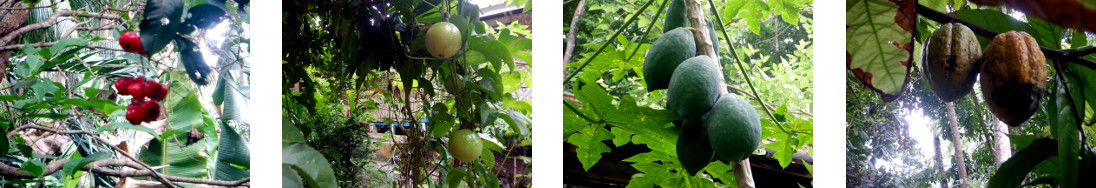Images of Tambis, papaya, Passion
        Fruit and Cacao growing in tropical backyard