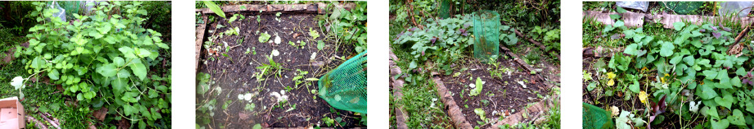 Images of cleaning up a tropical
        backyard garden patch