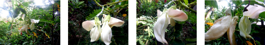 Images of katuray tree blooming in
        tropical backyard