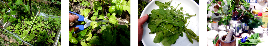 Images of picking vegetables in a
        tropical baclyard