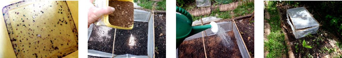 Images of broadcasting seeds in tropical backyard
          mini-greenhouse