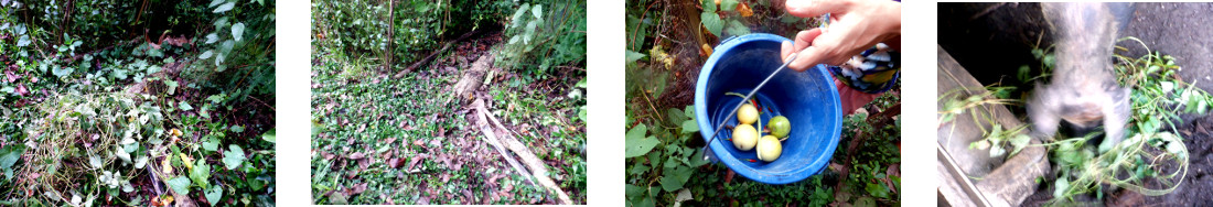 Images of work in tropical backyard clearing excess
        growth