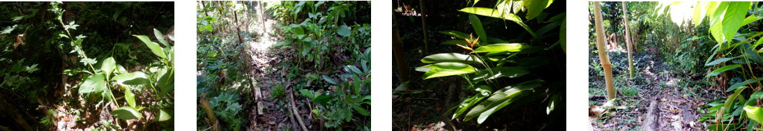 Images of trimming excess growth in
        tropical backyard