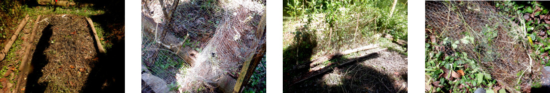 Images of clearing wire netting and
        weeds from tropical backyard garden