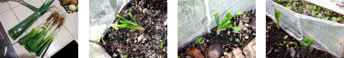 Images of shop bought bunching onions
        planted in tropical backyard