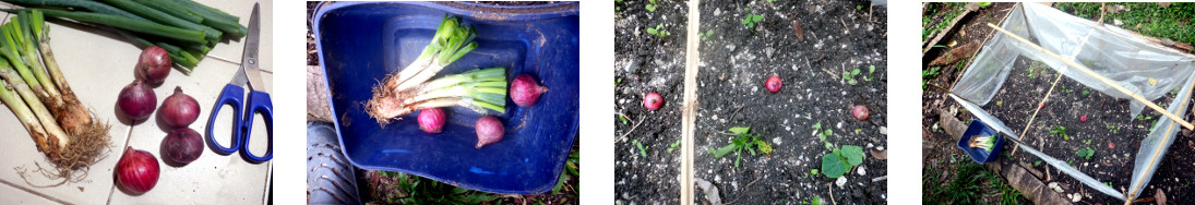 Images of shop bought onions planted
        in tropical backyard