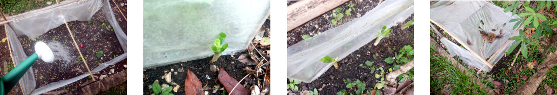 Images of bunching onions planted in tropical backyard