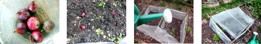 Images of onions planted in tropical backyard