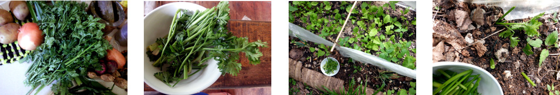 Images of parsely cuttings planted in
        tropical backyard