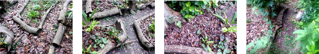 Images of leaves from paths being
        composted on tropical backyard garden patches