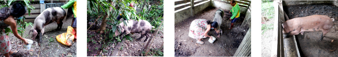 Images of tropical backyard piglets being separated