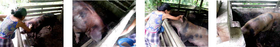 Images of woman with pigs in tropical
        backyard