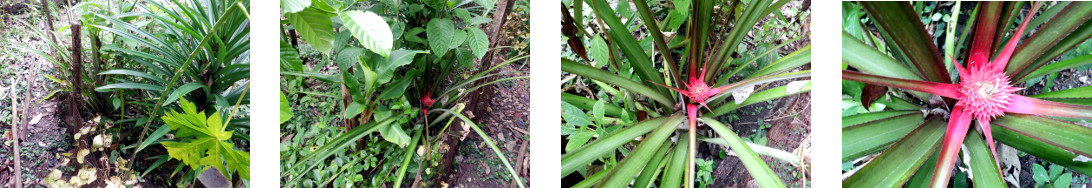 Images of Pineapple plant flowering in
        tropical backyard