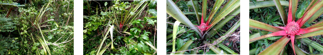 Images of flowering pineapple plant in
        tropical backyard