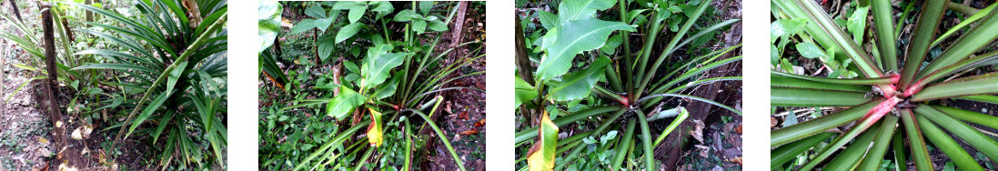 Images of rotting pineapple plant in
        tropicval backyard