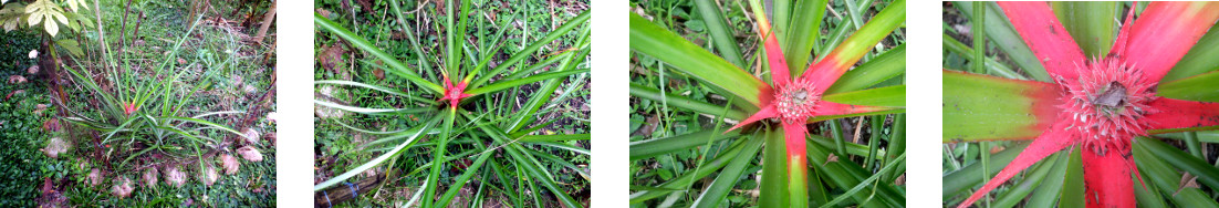 Images of pineapple starting to
            fruit in tropical backyard