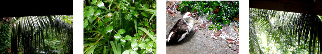 Images of rain in tropical backyard