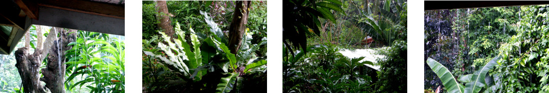 Images of rain in tropical backyard