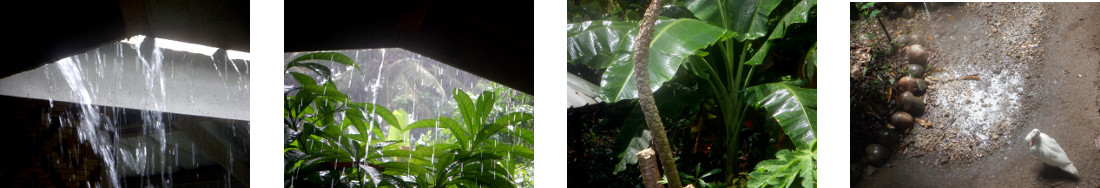 Images of rain in tropical backyard