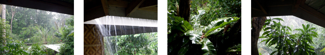 Images of rain in tropical backyard