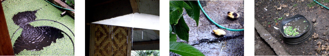 Images of light rain in tropical
        backyard