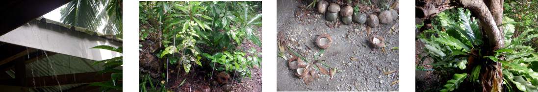 Images of rain in tropical backyard